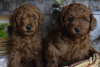 Photo №4. I will sell poodle (toy) in the city of Анталья. breeder - price - negotiated