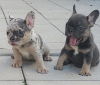 Additional photos: French bulldogs in exotic