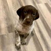 Photo №2 to announcement № 120865 for the sale of german shorthaired pointer - buy in Germany private announcement