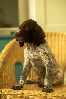 Photo №1. german shorthaired pointer - for sale in the city of Москва | 331$ | Announcement № 2246