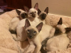 Photo №1. siamese cat - for sale in the city of Erfurt | negotiated | Announcement № 32038