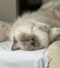 Photo №1. ragdoll - for sale in the city of Munich | 317$ | Announcement № 109760