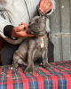 Photo №2 to announcement № 100098 for the sale of cane corso - buy in United States breeder