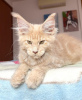 Photo №2 to announcement № 105629 for the sale of maine coon - buy in Germany breeder