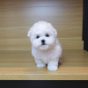 Photo №1. bichon frise - for sale in the city of Амстердам | negotiated | Announcement № 44010