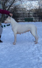 Photo №1. dogo argentino - for sale in the city of Kiev | 1197$ | Announcement № 7514