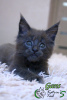Photo №1. maine coon - for sale in the city of St. Petersburg | 810$ | Announcement № 18233