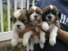 Photo №1. shih tzu - for sale in the city of Galtby | negotiated | Announcement № 55334