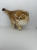 Additional photos: Scottish fold golden kitten