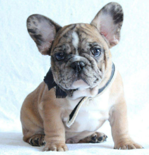 Photo №1. french bulldog - for sale in the city of New York | 3200$ | Announcement № 6991