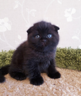 Photo №1. scottish fold - for sale in the city of St. Petersburg | 282$ | Announcement № 6205