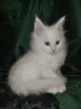 Photo №4. I will sell maine coon in the city of Molodechno. private announcement - price - negotiated