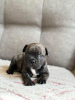 Photo №1. french bulldog - for sale in the city of Santa Cruz de la Sierra | negotiated | Announcement № 115625