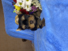 Additional photos: Yorkie puppies reserve