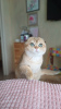 Photo №1. scottish fold - for sale in the city of Omsk | 586$ | Announcement № 104951