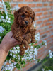 Photo №1. poodle (toy) - for sale in the city of Нови Сад | negotiated | Announcement № 120644