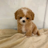 Photo №3. Healthy Maltipoo Puppies.. Sweden