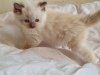 Photo №1. ragdoll - for sale in the city of Афины | 485$ | Announcement № 15708