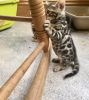 Photo №1. bengal cat - for sale in the city of Delmenhorst | 371$ | Announcement № 109218