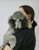 Photo №4. I will sell poodle (dwarf) in the city of Москва. private announcement - price - Is free