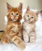 Photo №1. maine coon - for sale in the city of Norwalk | 300$ | Announcement № 87564