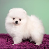 Photo №1. pomeranian - for sale in the city of Queensbury | 400$ | Announcement № 100391