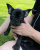 Photo №4. I will sell french bulldog in the city of Bonn. private announcement - price - 380$