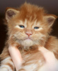 Photo №1. maine coon - for sale in the city of Berlin | 317$ | Announcement № 103999