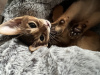 Photo №2 to announcement № 24635 for the sale of abyssinian cat - buy in Belarus from nursery