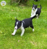 Photo №1. border collie - for sale in the city of Milan | 264$ | Announcement № 117950