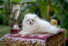 Additional photos: High quality Pomeranian puppies