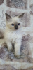 Photo №2 to announcement № 34197 for the sale of ragdoll - buy in Belarus breeder