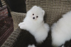 Photo №4. I will sell pomeranian in the city of Бернау.  - price - Is free