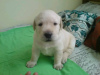 Photo №2 to announcement № 71690 for the sale of labrador retriever - buy in Australia private announcement, breeder