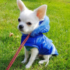 Photo №1. chihuahua - for sale in the city of Berlin | Is free | Announcement № 17025