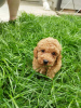 Additional photos: Miniature poodle