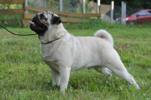 Photo №3. Sell ​​puppies pug with pedigree. The boys.. Russian Federation
