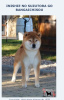 Photo №2 to announcement № 9377 for the sale of shiba inu - buy in Russian Federation private announcement