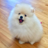 Photo №4. I will sell pomeranian in the city of Passau. private announcement - price - 380$