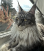 Photo №4. I will sell maine coon in the city of Laredo. private announcement - price - 300$