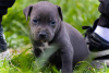 Additional photos: Pit bull terrier puppies