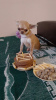 Photo №4. I will sell chihuahua in the city of Munich. breeder - price - 269$