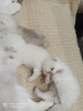 Photo №4. I will sell british shorthair in the city of Ангарский. breeder - price - negotiated