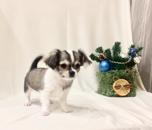 Photo №4. I will sell chihuahua in the city of Moscow. breeder - price - 484$