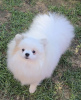 Photo №1. pomeranian - for sale in the city of Belgrade | negotiated | Announcement № 122092