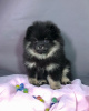 Additional photos: Adorable Pomeranian girl