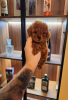 Additional photos: Toy Poodle puppies