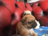 Photo №3. Lovely Pug puppies with Pedigree for sale. Germany