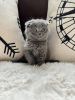 Photo №1. scottish fold - for sale in the city of Cologne | Is free | Announcement № 109734