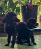 Photo №4. I will sell poodle (toy) in the city of Belgrade. breeder - price - negotiated